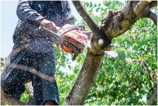 tree services Sand Springs